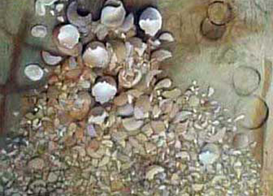 Painting of egg shells on a beach