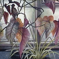 Plant outside a window
